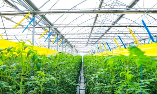 【新疆自貿試驗區一周年】高新區（新市區）轄區企業(yè)高新植物工廠(chǎng)今冬頭茬普羅旺斯雪山果新鮮上市